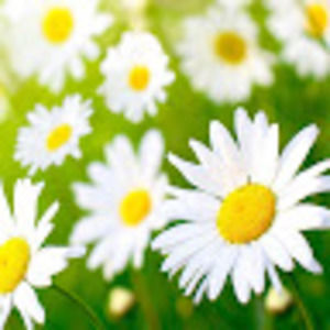 Meet your Posher, Lauryl grace